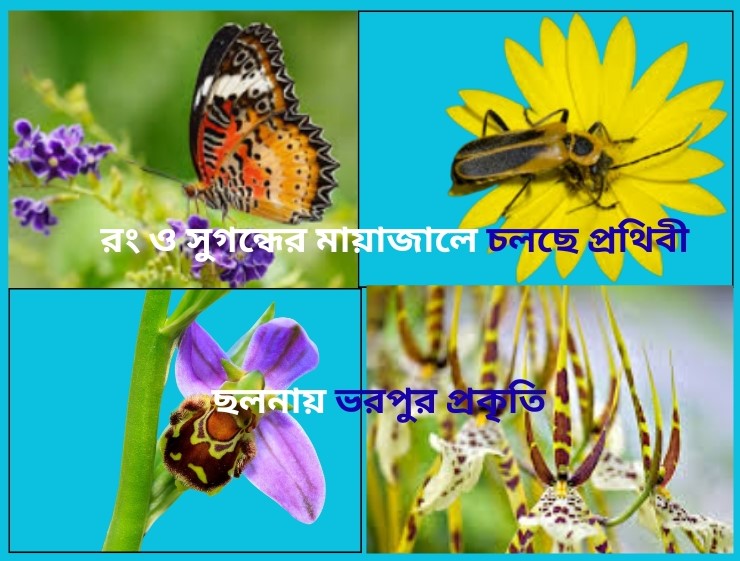 মৌসুমি ফুলের রঙ ও গন্ধ: প্রজপতি এবং মথ নয় অন্ধ