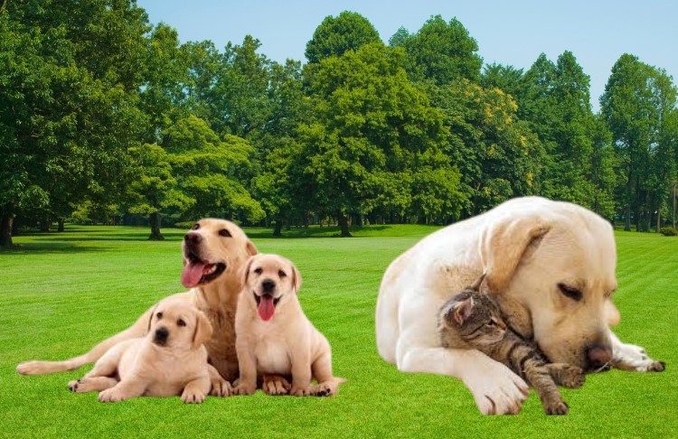 A Labrador’s Journey from Loneliness to Love