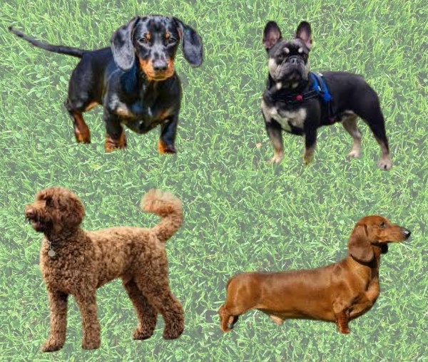 A Little Dog with Big Appeal: Social media star