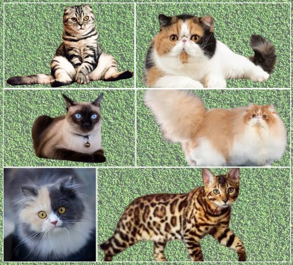 Fur, Grace, and Charm: The Secret World of Cat Breeds Unfolded