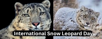 Mountain Ghost Returns on 23rd October: International Day of the Snow Leopard