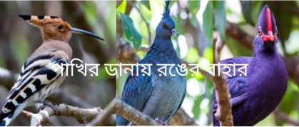 রঙিন পাখির দুনিয়া: প্রকৃতির এক অপূর্ব উপহার