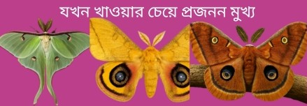 প্রাপ্তবয়স্ক মথ খায় না: ক্ষুধা ছাড়া সৌন্দর্য