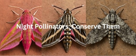 Beautiful Hawk Moths: Agile Nocturnal Pollinators and the Unsung Architects of Nighttime Ecosystems