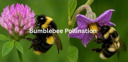 The Buzz About Bumblebees: Unsung Heroes of Global Agriculture and Biodiversity