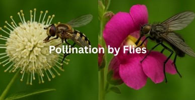 The Billion-Dollar Buzz: Why We Must Stop Swatting Our Second-Most Important Pollinators