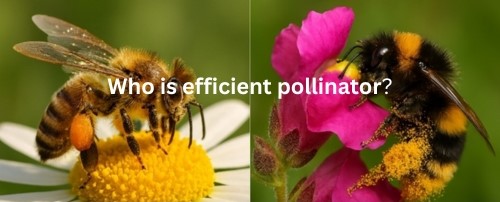 Bee Pollinators: True Heroes of Our Food System