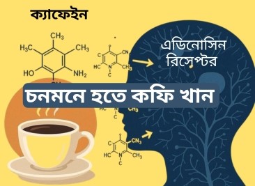 কফি কেন খাবেন, কখন খাবেন এবং তা কীভাবে খাবেন?