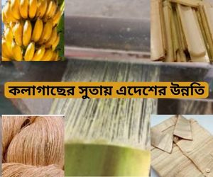 কলা ও কলাগাছের অবশিষ্টাংশ: অর্থনৈতিক, ঔষধি এবং পুষ্টিগুণ