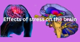 From Fragments to Networks: Neurobiology, fMRI, and the Future of Therapeutic Memory Restoration