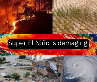 Oceanic Anomalies and Agronomic Shocks: Navigating a Super El Niño