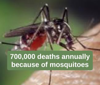 Urban lighting and mosquito nuisance
