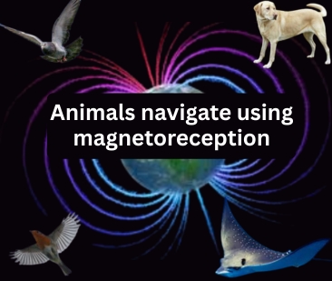 How Do Animals Reach Home After Travelling Long Distances?
