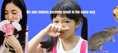 The Rhythms in the Brain: How Do We Smell