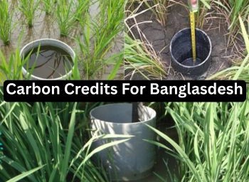 Alternate wetting and drying: A source of carbon credit in Bangladesh