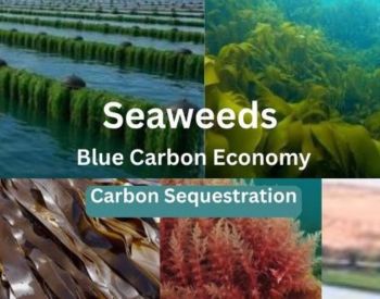Marine Permaculture and Blue Carbon: The Science, Scope, and Scaling of Seaweed Farming
