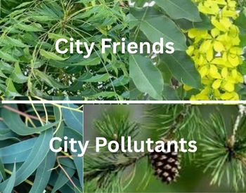 City Beautification with Plants Can Create Pollution: Ways to Overcome
