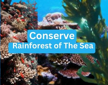 Marine Heatwaves and Nutrient-Rich Agricultural Pollution: An Ecological Paradox