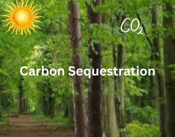The Carbon Mystery: CO2 Fertilisation, Nutrient Limits, and the Future of Forest Sequestration