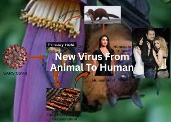 Anthropogenic Change, Carbon Dynamics, and the Future of Viral Disease